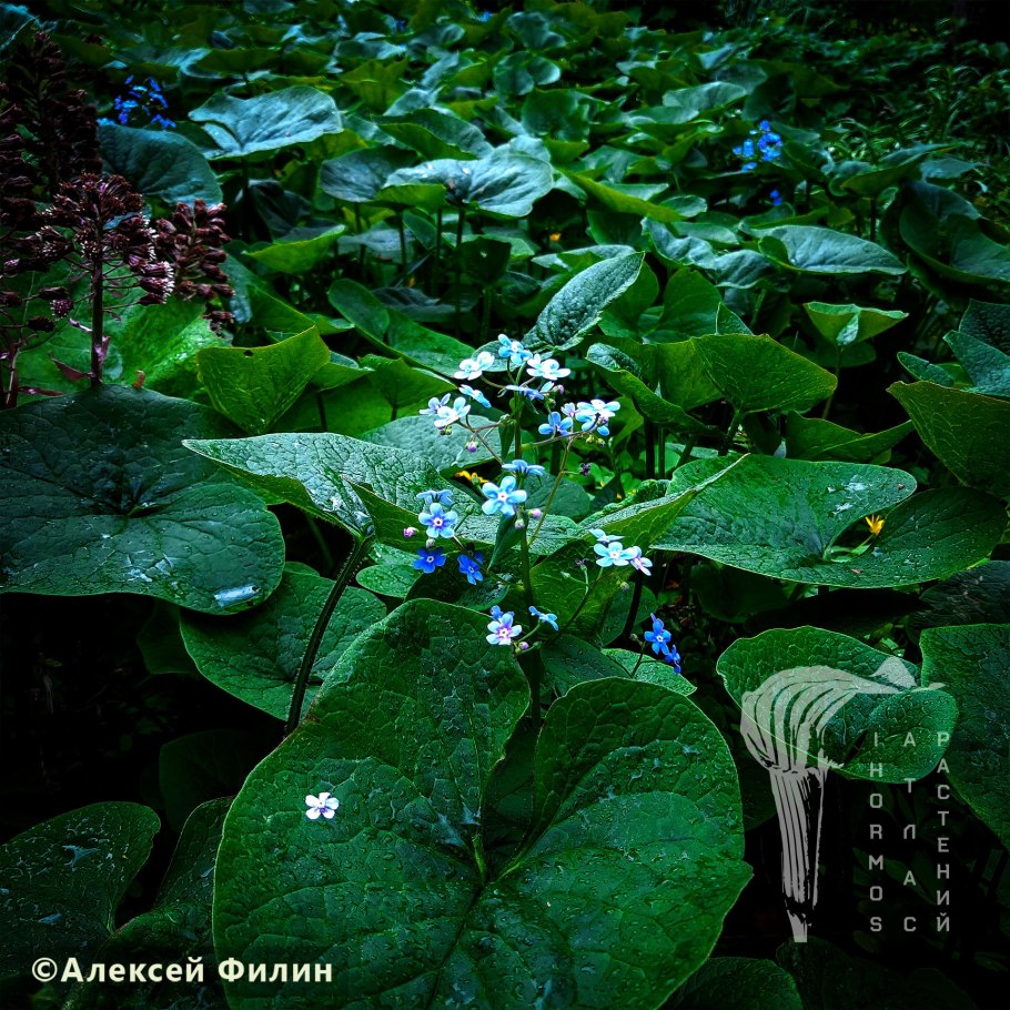 Бруннера крупнолистная цветение