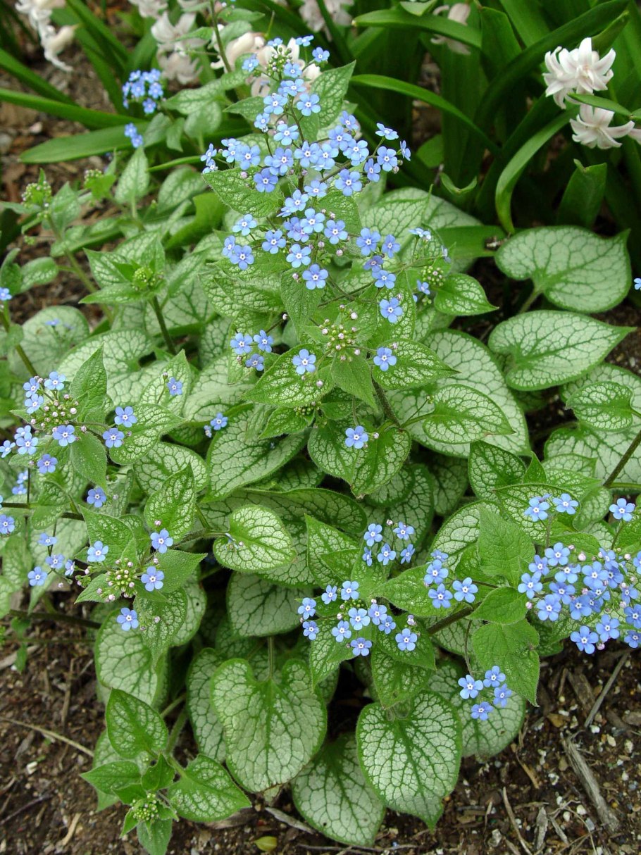 Brunnera sibirica