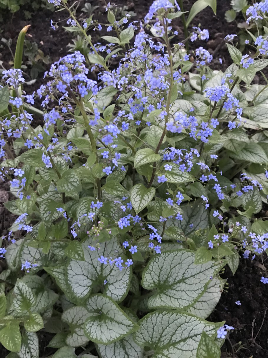 Бруннера Джек Фрост