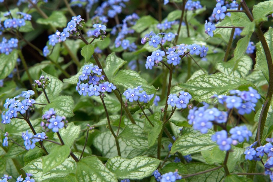 Бруннера Сибирская Brunnera sibirica