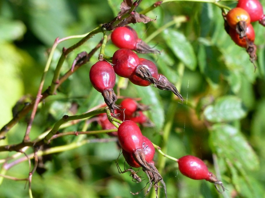 Шиповник Лесной