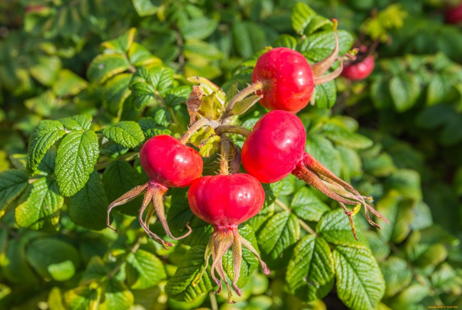 Шиповник плодовый Титан