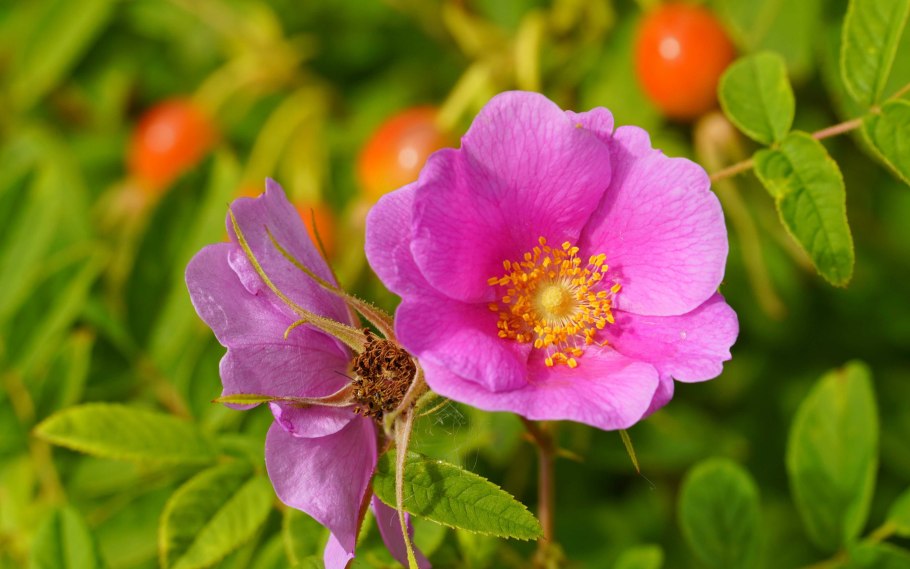 Шиповник Рубин