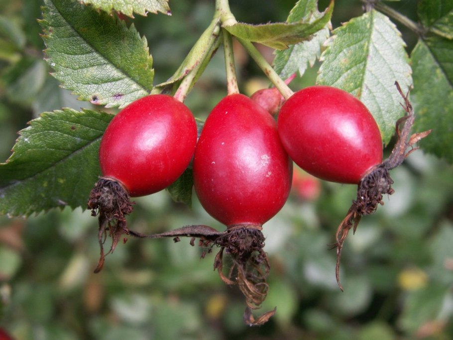 Шиповник витаминный ВНИВИ