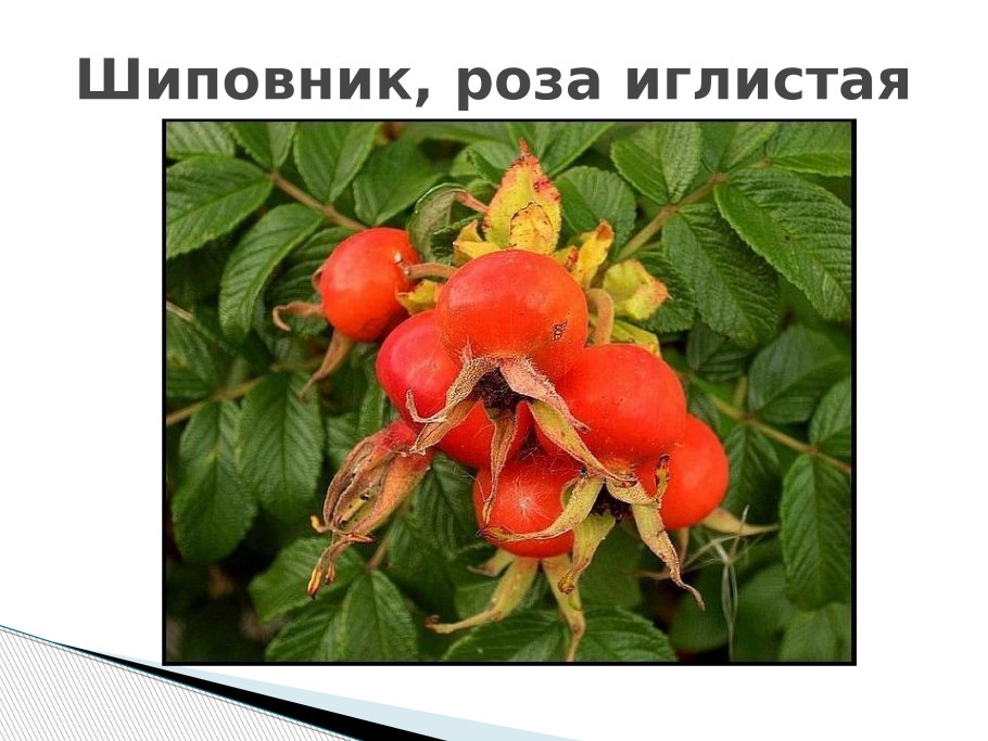 Шиповник Воронцовский 1