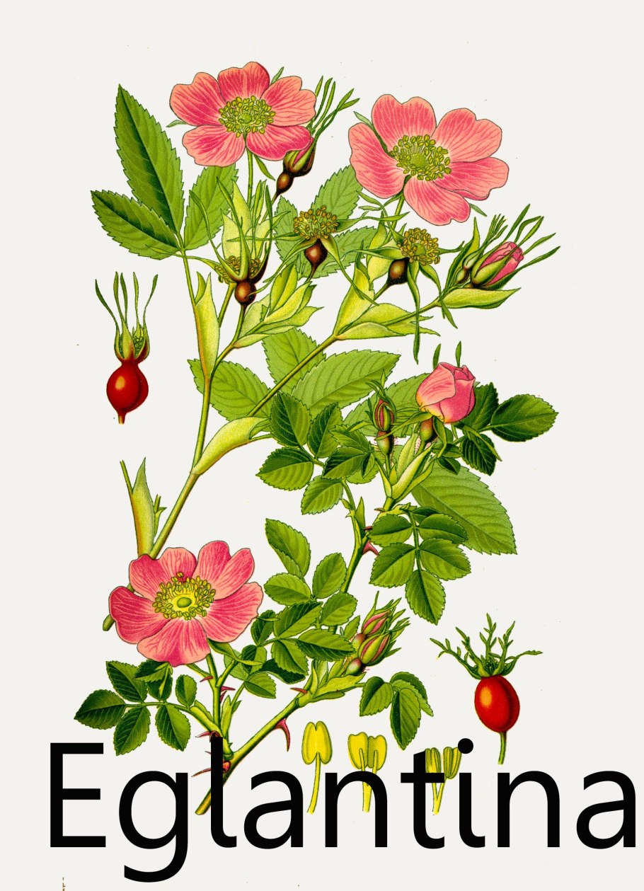 Шиповник бесшипный