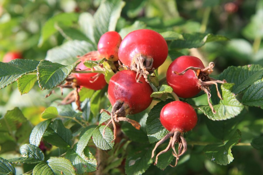 Роза морщинистая Рубра