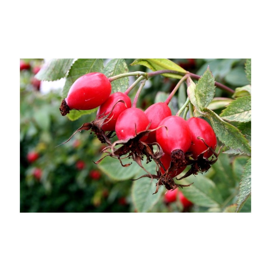 Шиповник Павлова