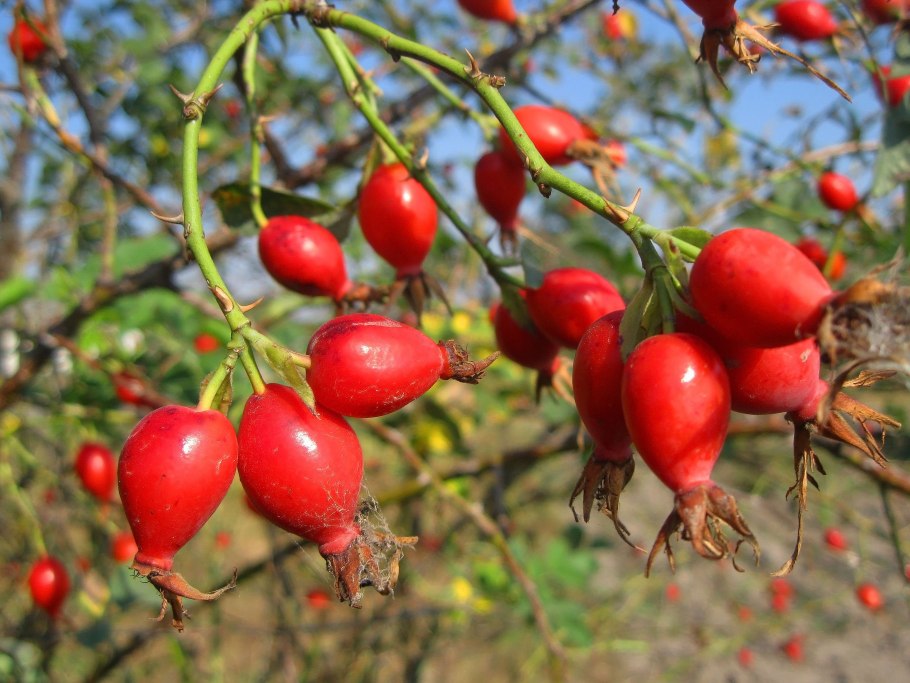 Шиповник коричный плоды Иван