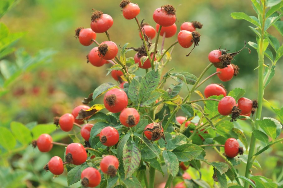 Шиповник куст