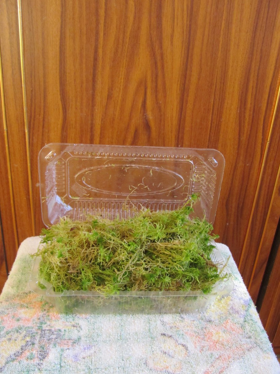 Лишайники и мхи в смоле