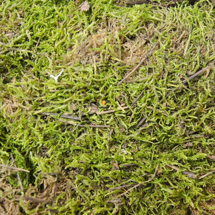 Субстрат Repti-Zoo "мох сфагнум", 100г 40305xf