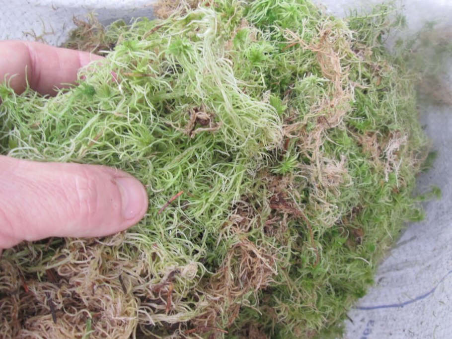 Ящерица мох