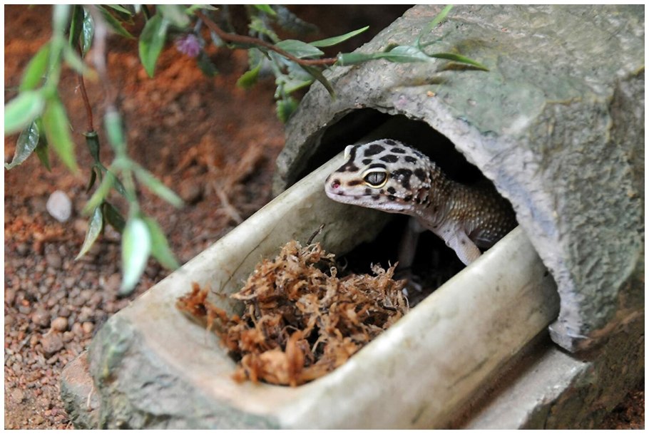 Наполнитель для террариума