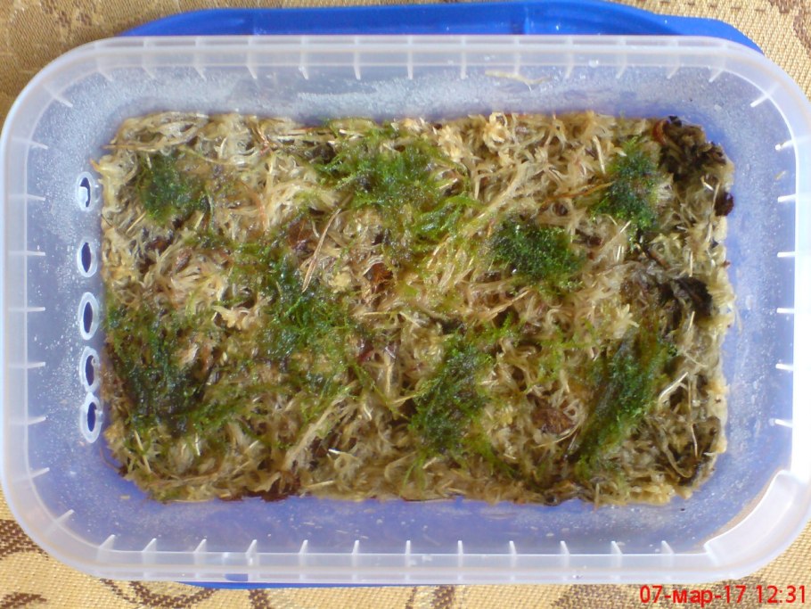 Это Лиана хамелеон