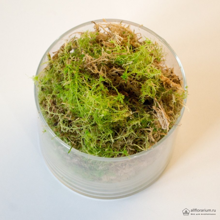Мох сфагнум новозеландский