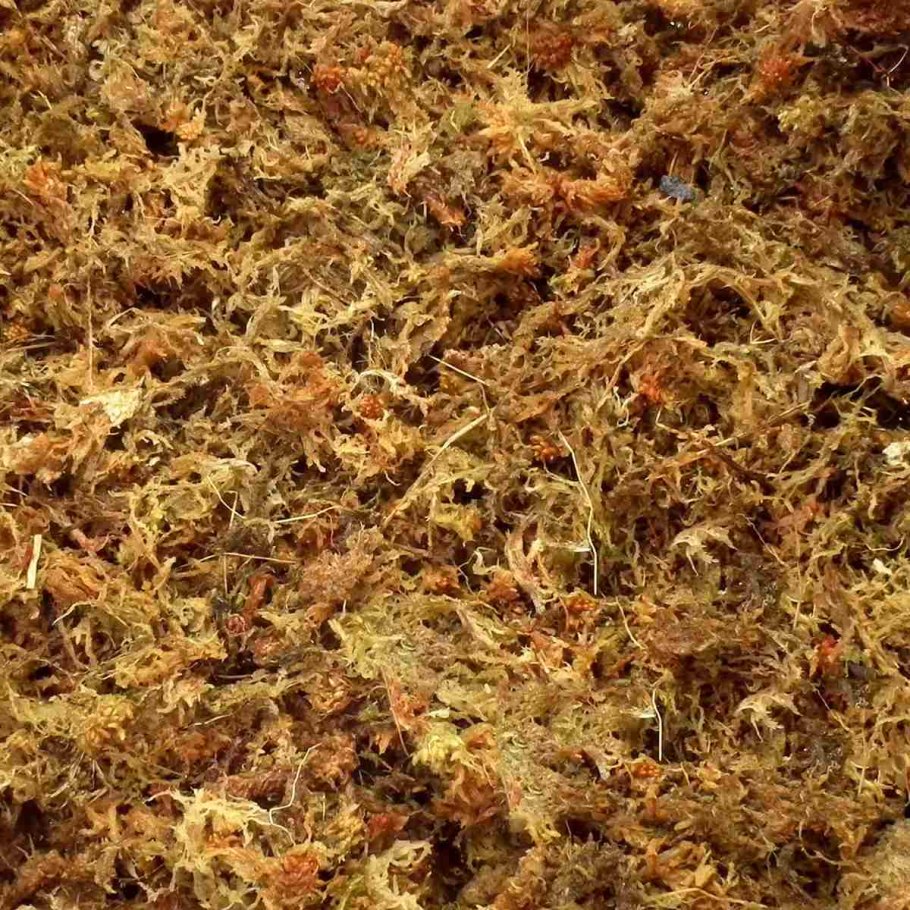 Сфагнум для эублефара