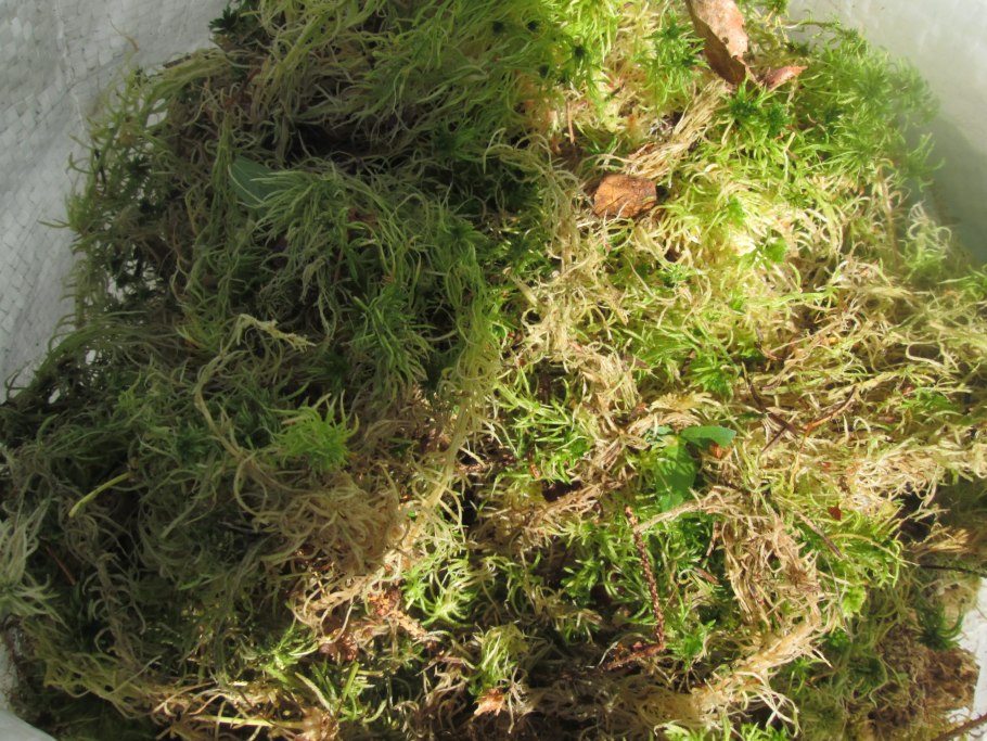 Сфагнум в террариуме змеи