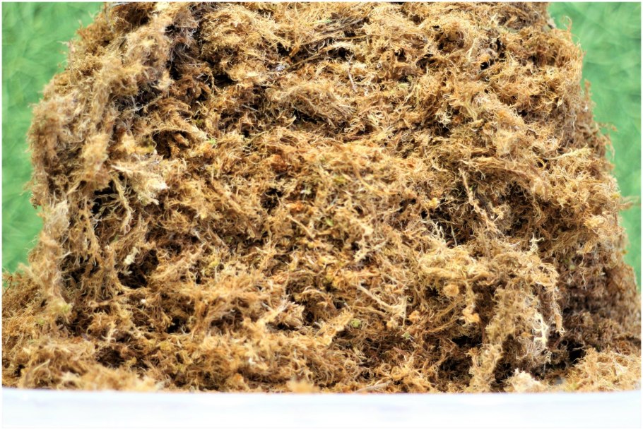 Мох сфагнум в террариуме