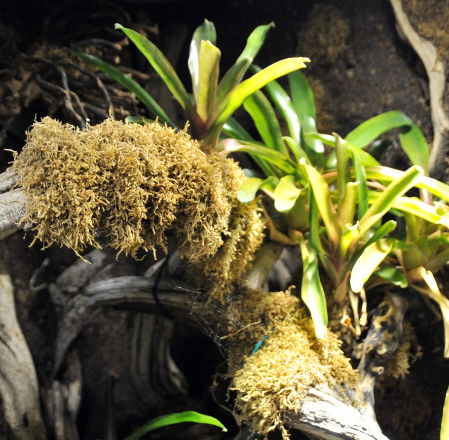 Lucky Reptile террариум