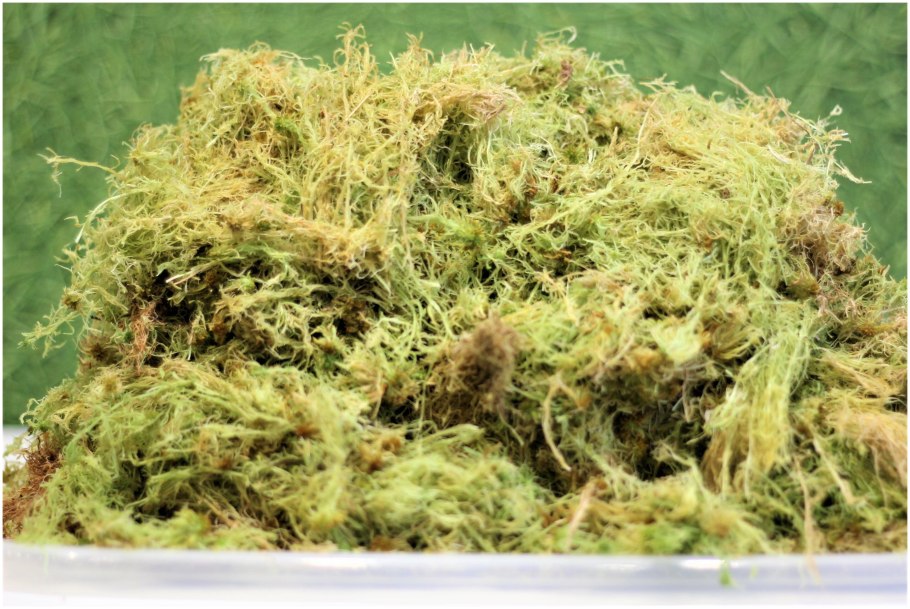 Эублефар влажная камера