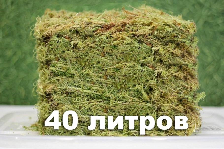 Мох сфагнум сухой