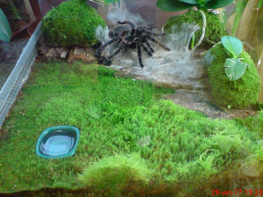 Зеленый мох сфагнум