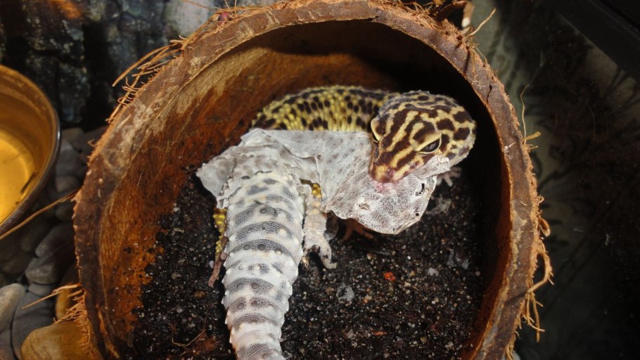 Мох сфагнум субстрат