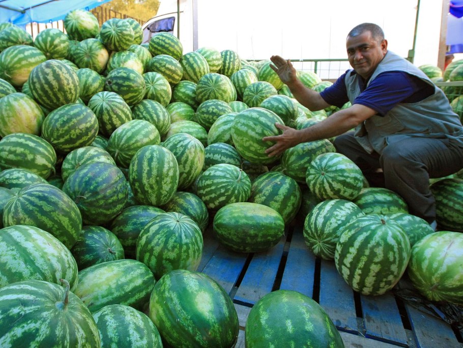 Бахча арбузы в Таджикистане