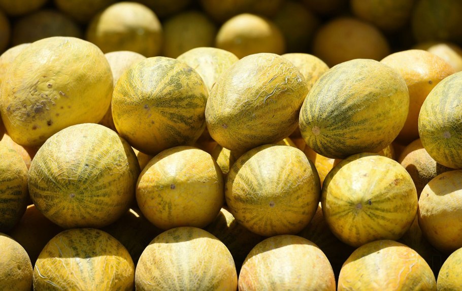 Дыня афганка