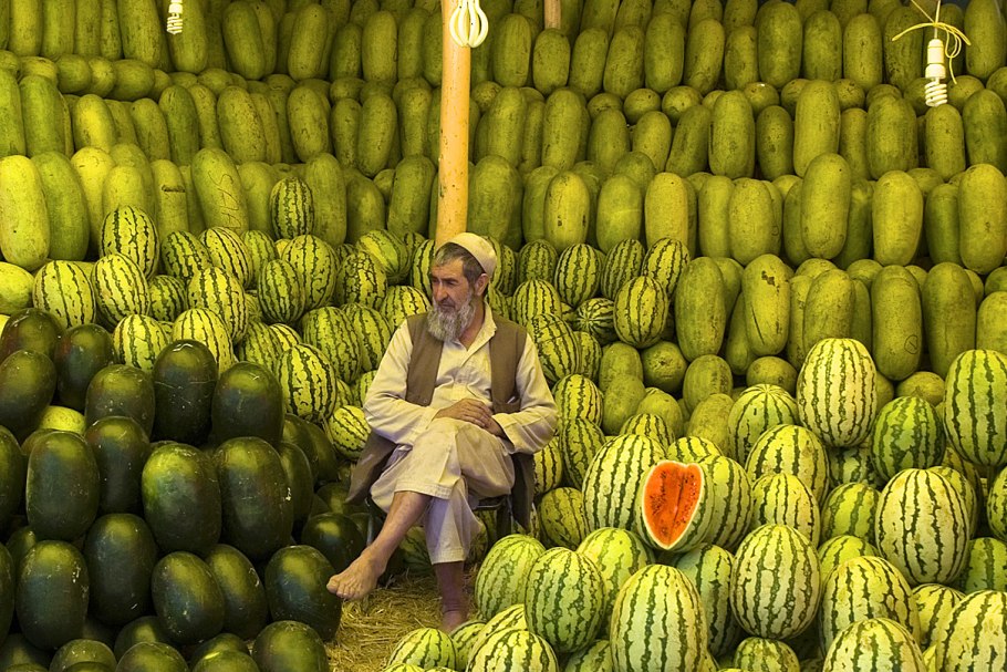 Дынная бахча Узбекистан