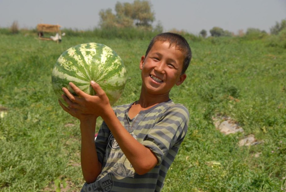 Арбуз растение