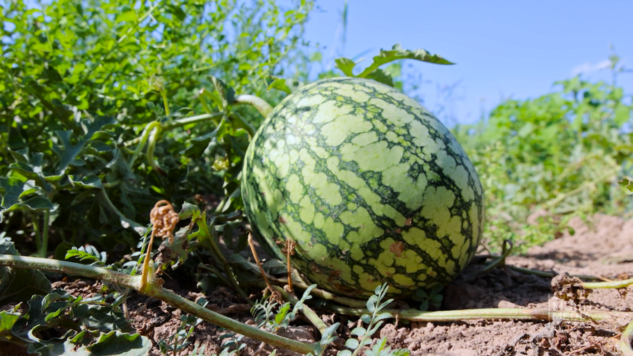 Узбекский Арбуз Арбуз