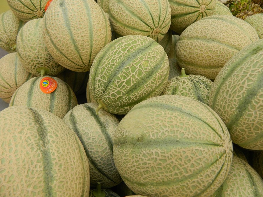 Сорта дыни в Узбекистане