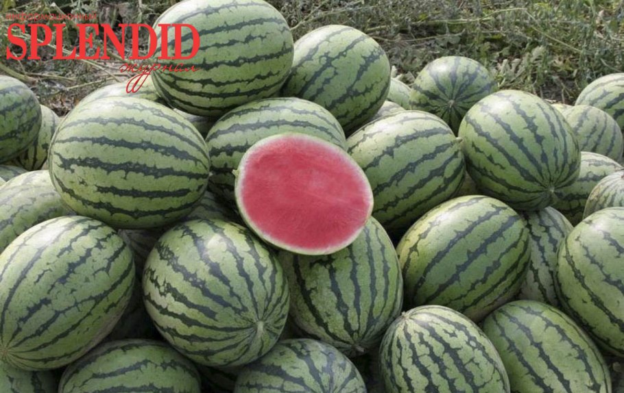 Киргизские арбузы