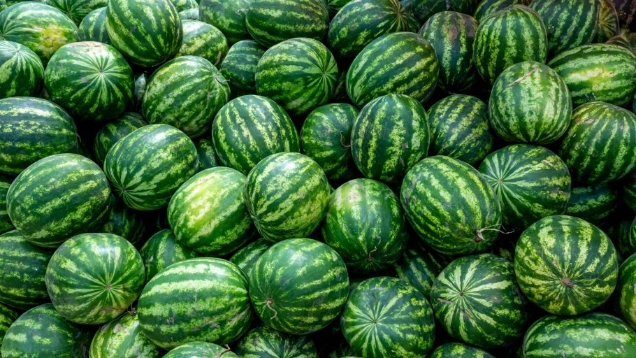 Арбуз обыкновенный шерстистый