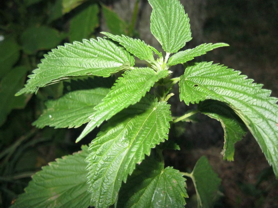 Urtica mollis