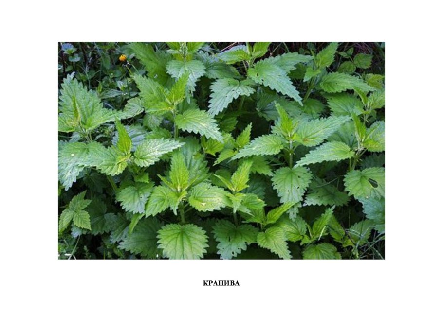 Крапива жгучая и двудомная