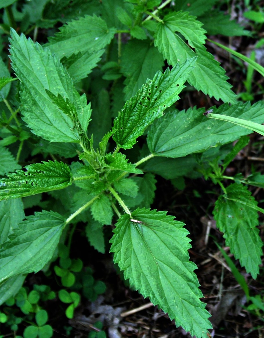 Крапива двудомная (URTICADIOICAL.)