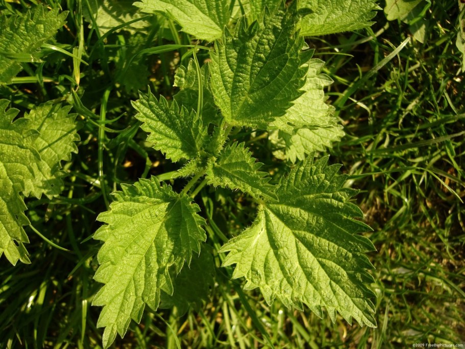 Соцветие крапивы двудомной