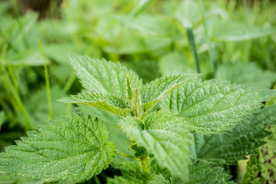 Wild Nettle Plants