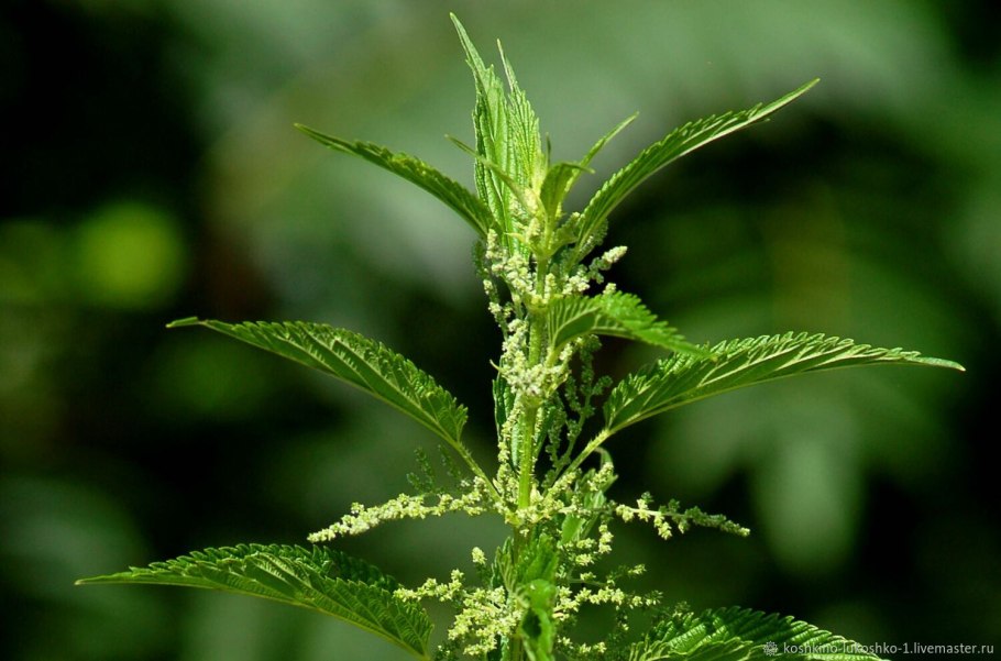 Крапива двудомная схема
