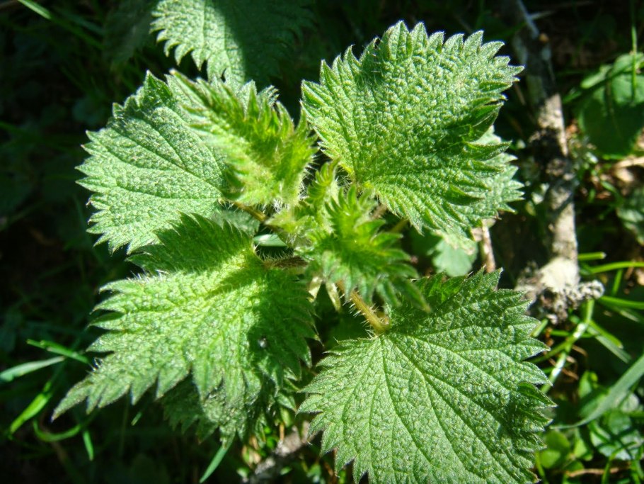 Крапива двудомная Urtica dioica ареал