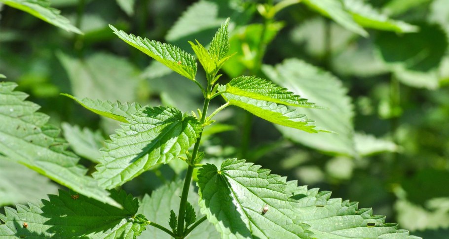 Крапива светло зеленая Urtica laetevirens