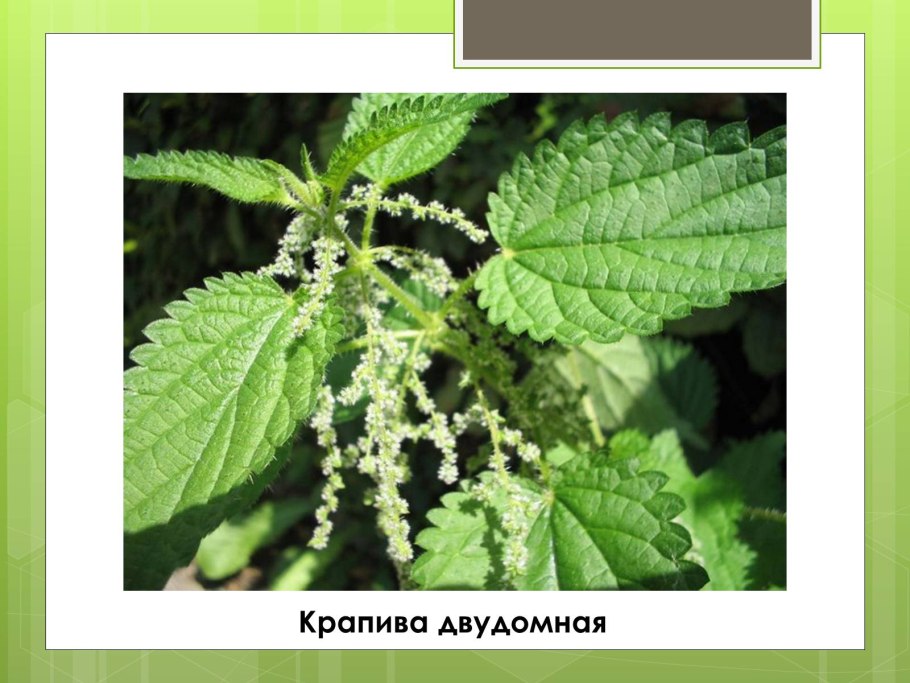 Крапива двудомная БАД