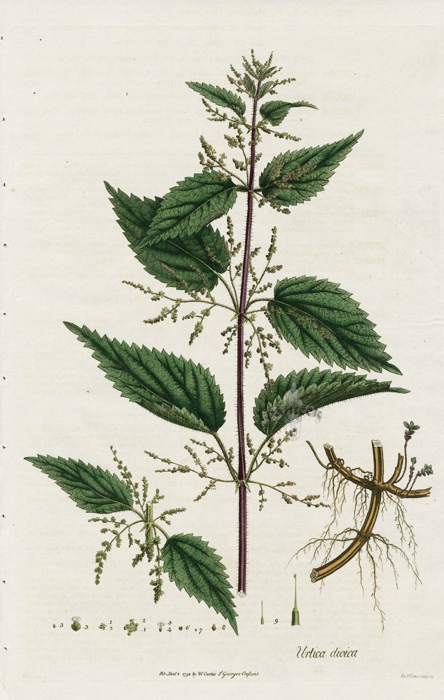 Крапива двудомная гербарий