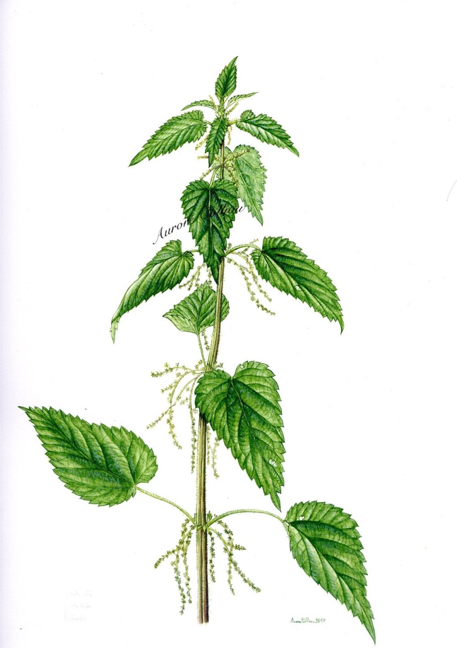 Крапива лекарственное растение