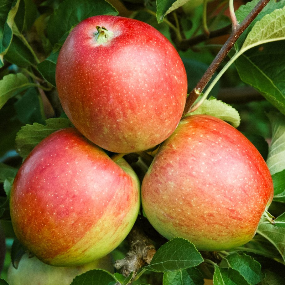 Пипин Шафран сорт