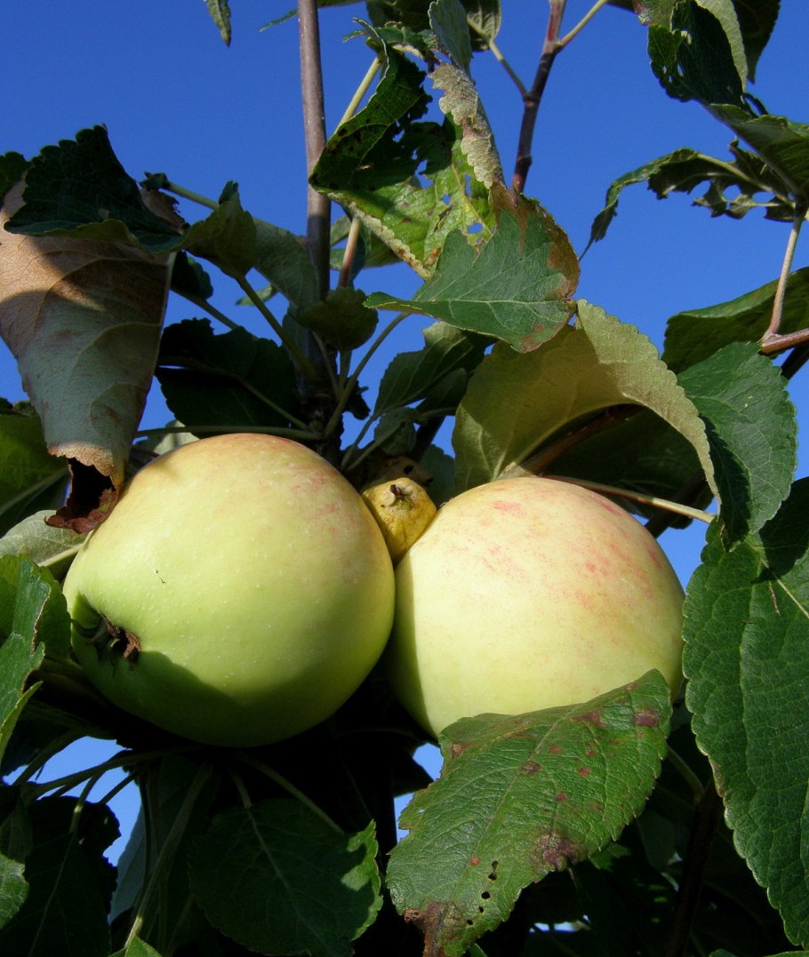 Яблоня Шафран