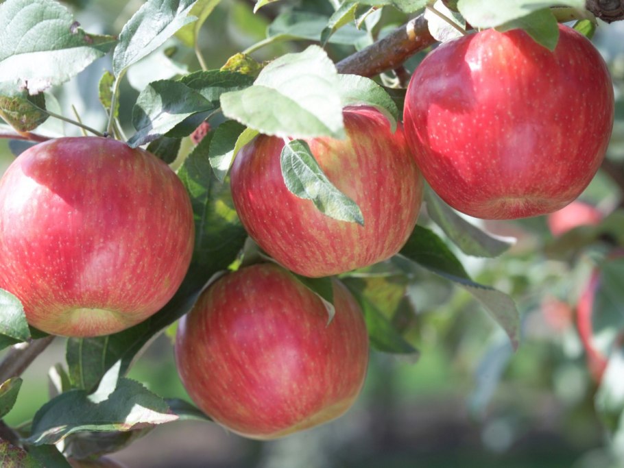 Антоновка -Пепин шафранный яблоня